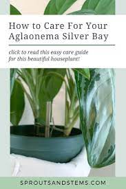 Pin On Houseplant Care And Tips