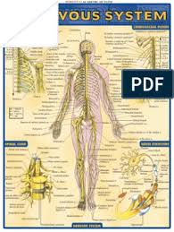 Check spelling or type a new query. Study Nervous System Vertebra Anatomical Terms Of Location