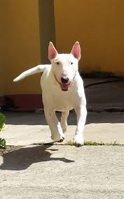 Mario 13 Years Died 2015 Rip English Bull Terriers Bull Terrier Fox Terrier