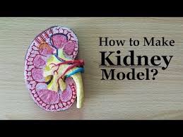 How To Make Kidney Model 3d Thermocol Styrofoam Carving Youtube Making A Model Science For Kids Biology Projects