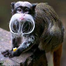 Movember Monkey An Emperor Tamarin With An Impressive White Moustache Is Seen At London Zoo Picture Ben Denison Barc Animals Animal Pictures Baby Animals