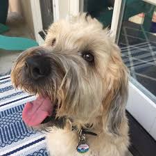 Things to do in pittsburgh, pennsylvania: Pet Food Express Oakland Rockridge Home Facebook