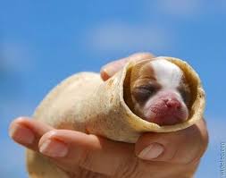 New From Taco Bell From The Makers Of The Doritos Taco Comes The Latest In Stunt Cuisine The Chihuahualupa Cute Animals Cute Dogs Cute Dog Photos