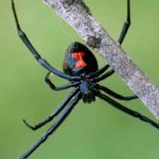 Beware Black Widow Spiders