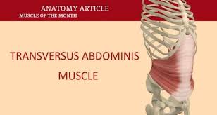 transversus abdominis muscle anatomy