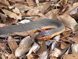 However, many other snakes have the same neck size as their heads, but with the water moccasin, that is not the case. What Kind Of Snake Has An Orange Belly Orange Belly Snakes