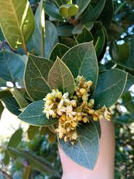 Image result for Leptaulus