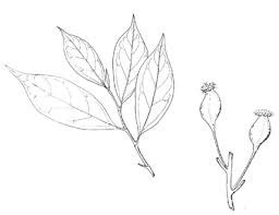 Image result for Trilepisium madagascariense