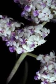 Image result for Sarcophyte