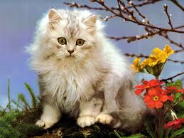 Resultado de imagen para IMAGENES DE GATOS HERMOSOS.