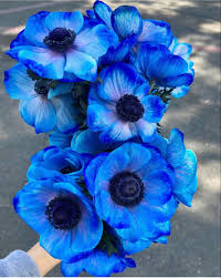 Menu check your order sign in cart get in touch. Blue Anemone Flower Blue Flowers Anemone Fresh Flowers Near Me Anemone Flower Wholesale Flowers Wholesale Flowers Wedding