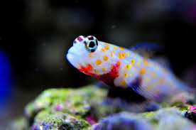 Orange Spotted Goby Fish Saltwater Fish Tanks Goby Fish Family Pet