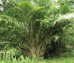 A good tree bears good fruit expansion of idea. Salak Fruit Facts And Health Benefits