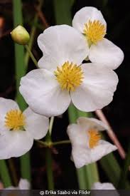 Image result for Loxogramme latifolia