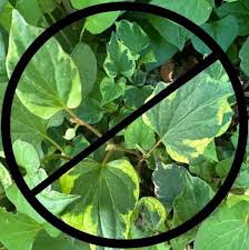 Image result for Synadenium cameronii