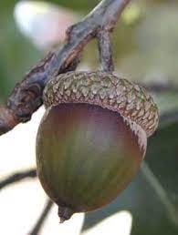 The tree has also found favor when transplanted in europe. Okplantid Northern Red Oak Quercus Rubra Fruit Detail Acorn Acorn Nut House Acorn And Oak
