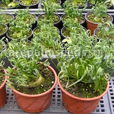 Image result for Albuca virens