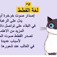 لغة القطط معلومات مهمة لمربين أجمل القطط بقطاع غزة facebook