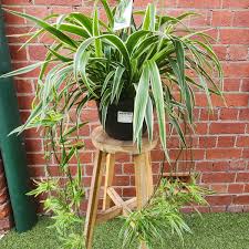 Image result for Chlorophytum pauper