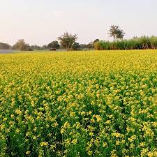 ਸ਼੍ਰੇਣੀ:ਪੰਜਾਬ (ਪਾਕਿਸਤਾਨ) ਦੇ ਜ਼ਿਲੇ (pa); Punjab Province Photos Featured Images Of Punjab Province Pakistan Tripadvisor