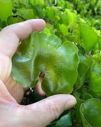 Image result for Hymenophyllum capillare