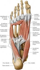Muscles Anatomy Physiology Health Fitness Training Foot Anatomy Fitness Foot Health Musc Anatomie Anatomie Und Physiologie Anatomie Des Korpers