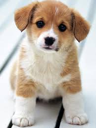 We did not find results for: Schattige Dieren Schattigste Dieren Dieren