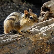 Fifteen species of native chipmunks of the genus eutamias and one of the genus tamias are found in north america. Mammals Cuyahoga Valley National Park U S National Park Service
