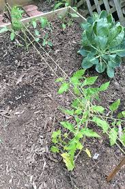 Repeat this process with each row of tomatoes. How To Make Your Own Tomato Trellis Or Cage Support Gardener S Path