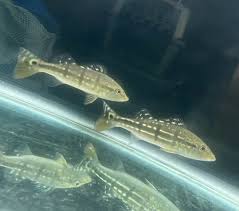 Get the best deal for peacock bass from the largest online selection at ebay.com. For Sale Temensis Peacock Bass Monsterfishkeepers Com
