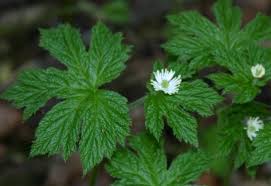 Image result for goldenseal