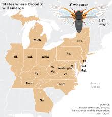 Mar 23, 2021 at 5:00 am. Cicadas To Reemerge In Us For First Time In 17 Years