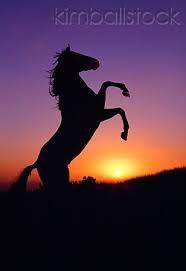 Download and use 100,000+ sunset background stock photos for free. Profile Silhouette Quarter Horse Rearing At Sunset Horse Wallpaper Beautiful Horses Pretty Horses
