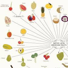 The Various Varieties Of Fruits Poster 99x68cm Pop Chart Lab