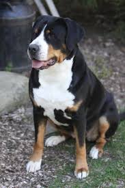 With sufficient space and tolerance for slobber, you can. 32 Swiss Ideas Mountain Dogs Dog Breeds Dogs