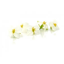As london´s oldest and most prestigious florist, moyses stevens have been filling the lives of londoner´s with flowers for over 140 years. Kailan White Edible Flowers You Buy At Puurgroenten