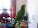 montefiori collection 2 parrots talking voiceovers in spanish