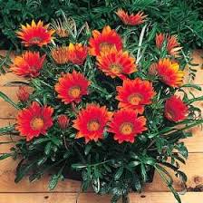 We did not find results for: Winter Flowers India Jardinagem