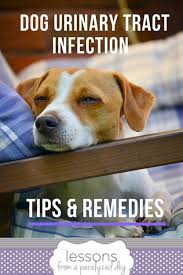 Tips To Prevent Urinary Tract Infection In Dogs With Incontinence Dog Uti Urinary Tract Infection Bladder Infection In Dogs