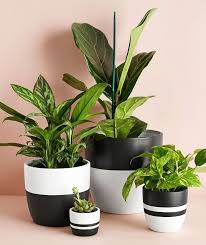 Beautiful Indoor Plants Ideas With Less Maintenance 54 In 2020 Plant Pot Diy Plant Pot Design Painted Plant Pots