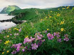 Maybe you would like to learn more about one of these? Wild Geraniums Diy