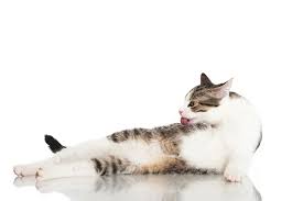 It is often described as a seizure disorder but the cause is unknown. Feline Hyperesthesia Syndrome What Is It And How Do You Treat It Catster