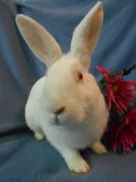 That's where this article comes into play. Rabbit For Adoption Elora A New Zealand In Plymouth Mi Petfinder