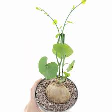 Image result for Stephania cyanantha