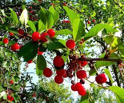 Vishnya Eto Yagoda Ili Frukt