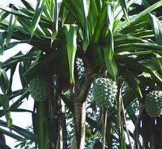 Image result for Pandanaceae