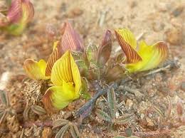 Image result for Lotononis laxa