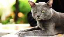 Korat cat, Thai cat, Thailand. The Korat cat, sometimes known as ...