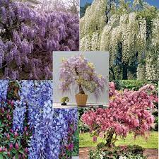 Wisteria Vine 5 Colors And Varieties 10 50 100 500 1000 Seeds Choice Listing Wisteria Plant Lawn And Garden Plants