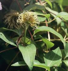 Image result for Clematis uhehensis